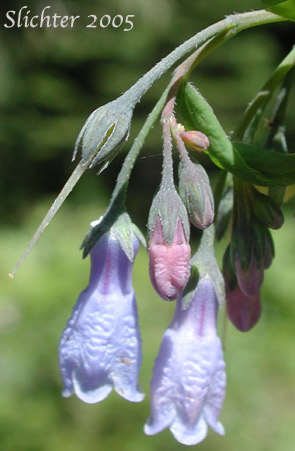 Mertensia paniculata var. borealis