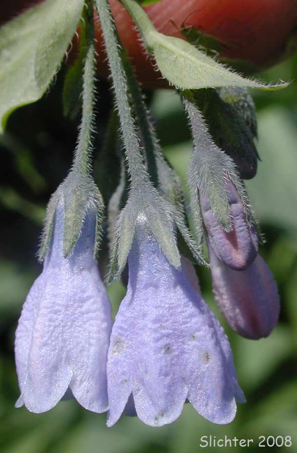 Flowers of Mertensia paniculata var. borealis