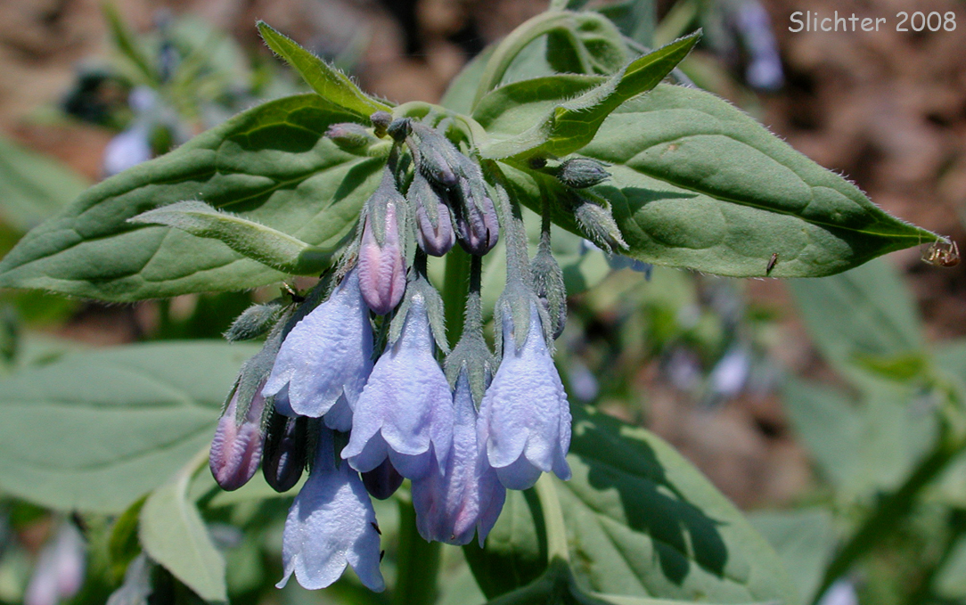 Mertensia paniculata var. borealis