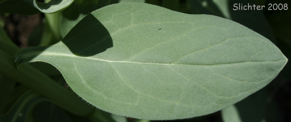 Mertensia paniculata var. borealis