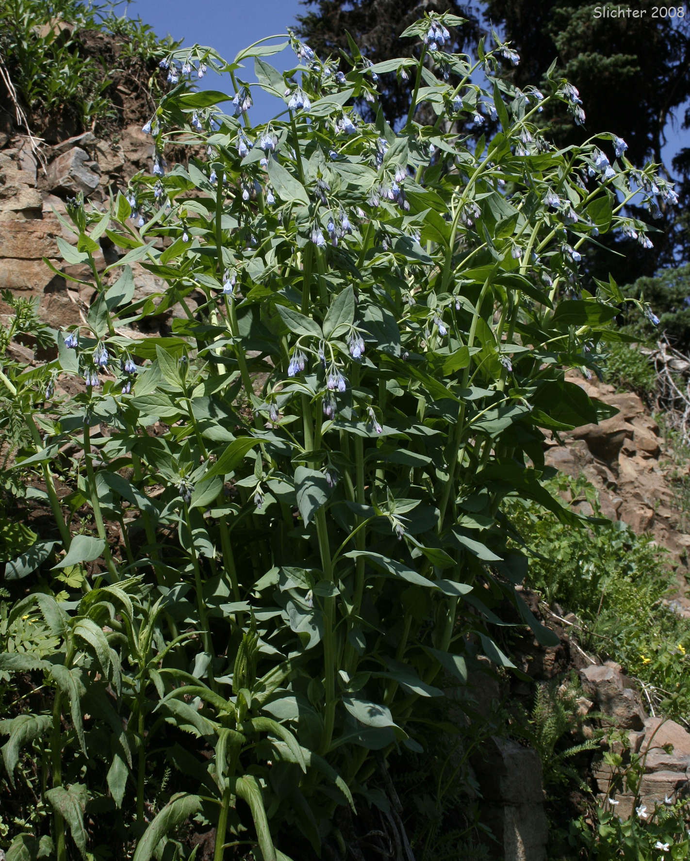 Mertensia paniculata var. borealis