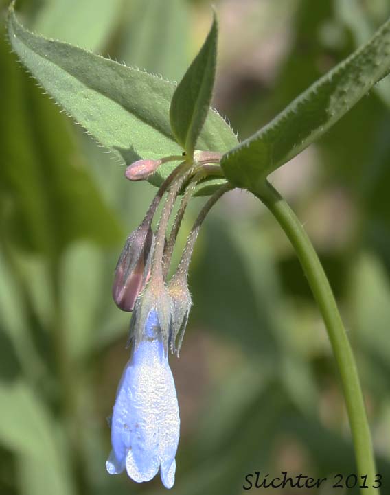 Flower of Tall Lungwort, Tall Mt. Mertensia, Tall Bluebells, Panicle Bluebells: Mertensia paniculata var. borealis