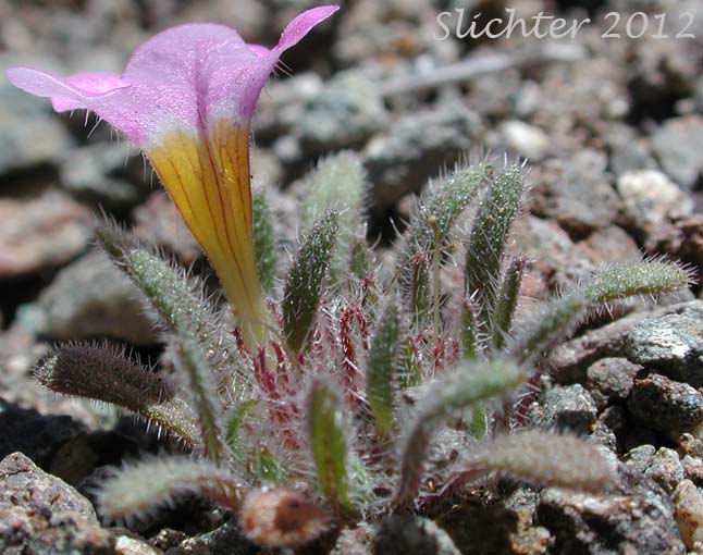 Purple Nama, Ground Nama: Nama aretioides (Synonym: Nama aretioides var. aretioides)