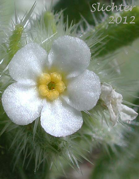 Close-up of the corolla of Great Basin Popcorn Flower, Harkness' Popcornflower, Harkness' Plagiobothrys: Plagiobothrys kingii var. harknessii (Synonym: Plagiobothrys harknessii)