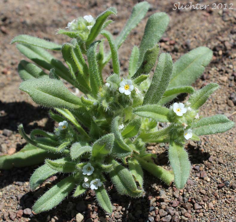 Great Basin Popcorn Flower, Harkness' Popcornflower, Harkness' Plagiobothrys: Plagiobothrys kingii var. harknessii (Synonym: Plagiobothrys harknessii)