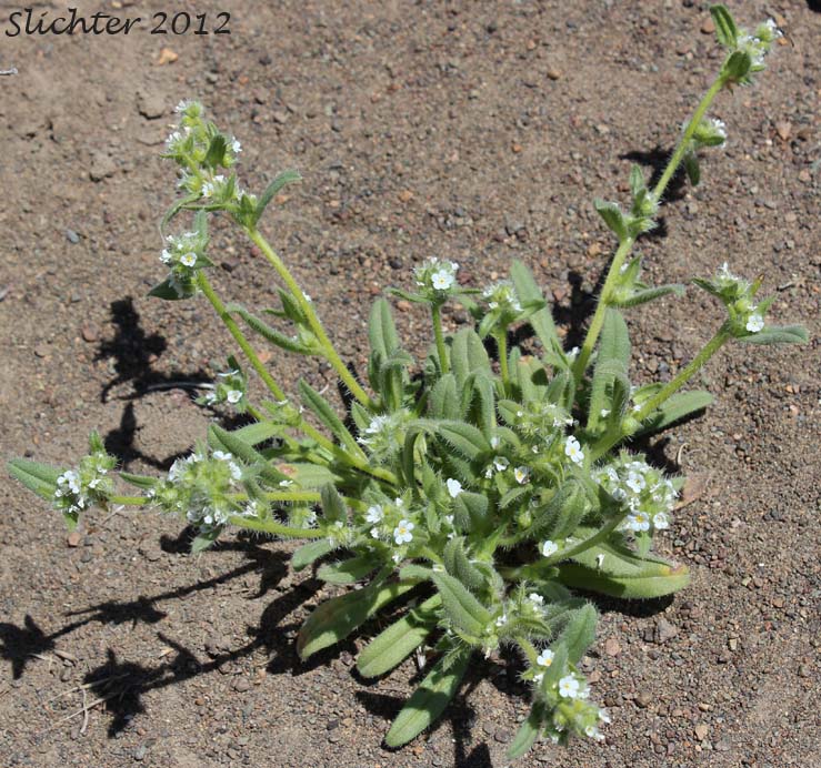 Great Basin Popcorn Flower, Harkness' Popcornflower, Harkness' Plagiobothrys: Plagiobothrys kingii var. harknessii (Synonym: Plagiobothrys harknessii)