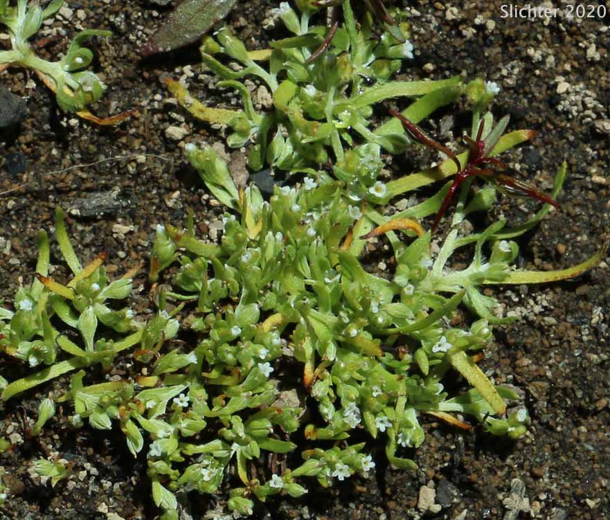 Finebranched Popcornflower, Slender-branch Plagiobothrys, Slender-branched Popcorn-flower: Plagiobothrys leptocladus (Synonyms: Allocarya leptoclada, Plagiobothrys orthocarpus)
