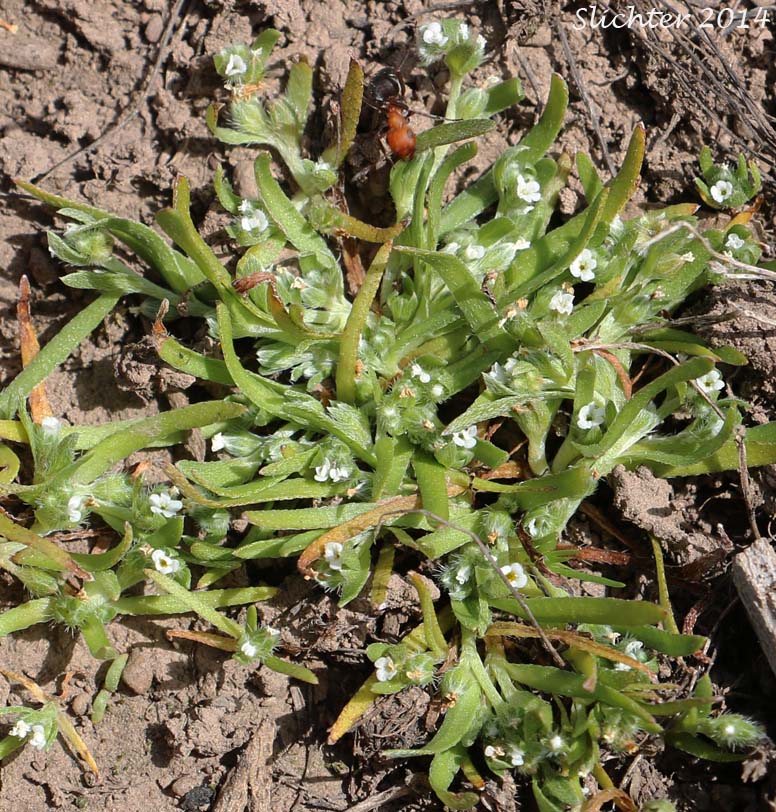 Finebranched Popcornflower, Slender-branch Plagiobothrys, Slender-branched Popcorn-flower: Plagiobothrys leptocladus (Synonyms: Allocarya leptoclada, Plagiobothrys orthocarpus)