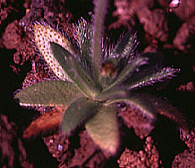Basal leaf rosette of Pacific Popcorn Flower, Slender Plagiobothrys, Slender Popcorn Flower: Plagiobothrys tenellus (Synonym: Plagiobothrys asper)