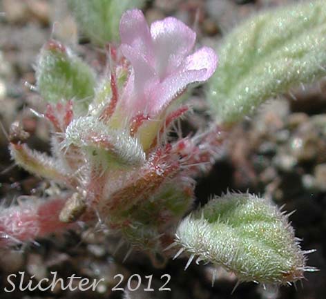 Annual Coldenia, Nuttall's Crinklemat, Nuttall's Coldenia, Rosette Tiquilia: Tiquilia nuttallii (Synonym: Coldenia nuttallii)