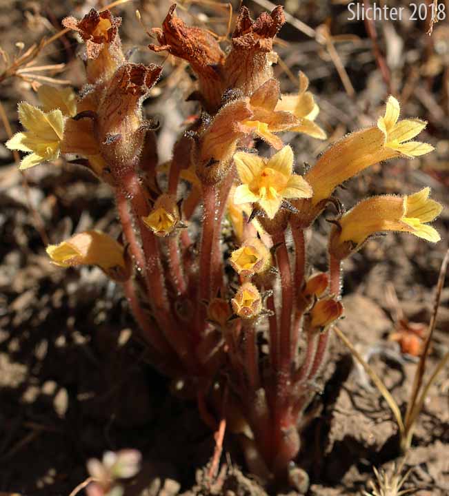 Clustered Broomrape: Aphyllon franciscanum (Synonym: Orobanche fasciculata var. franciscana)