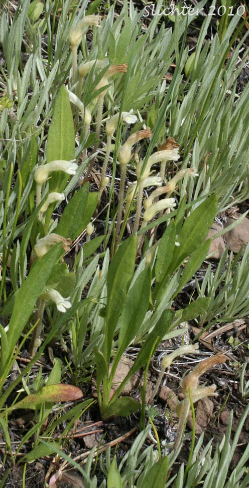 Clustered Broomrape: Aphyllon franciscanum (Synonym: Orobanche fasciculata var. franciscana)