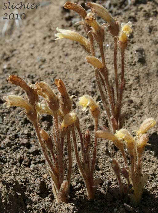 Clustered Broomrape: Aphyllon franciscanum (Synonym: Orobanche fasciculata var. franciscana)
