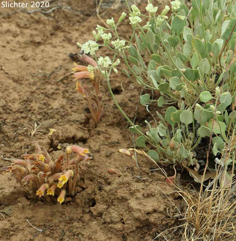 Clustered Broomrape: Aphyllon franciscanum (Synonym: Orobanche fasciculata var. franciscana)