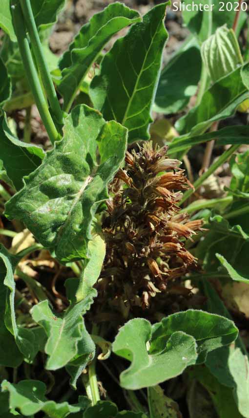 Conifer Broomrape, Ocean Spray Broomrape, Pine Broomrape, Pinewoods Broomrape: Aphyllon pinorum (Synonyms: Myzorrhiza pinorum, Orobanche pinorum, Phelipaea pinorum)
