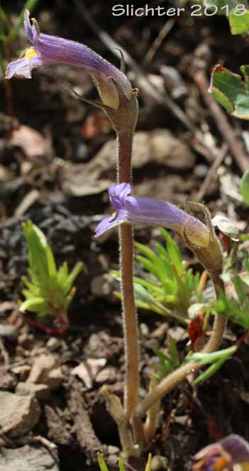 Naked Broomrape, Oneflowered Broomrape: Orobanche uniflora var. occidentalis (Synonyms: Orobanche uniflora var. minuta, Orobanche uniflora ssp. occidentalis)