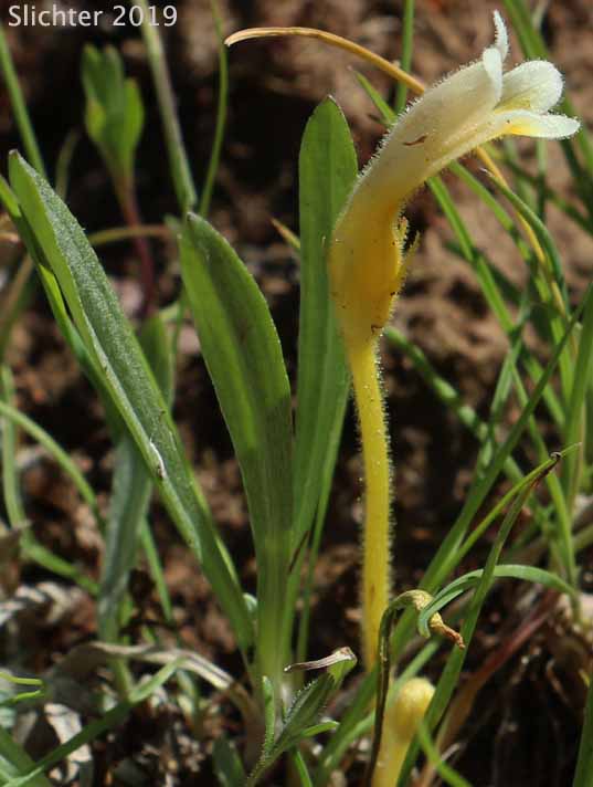 Naked Broomrape, Oneflowered Broomrape: Orobanche uniflora var. occidentalis (Synonyms: Orobanche uniflora var. minuta, Orobanche uniflora ssp. occidentalis)