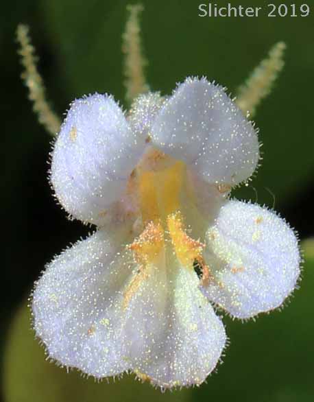 Naked Broomrape, Oneflowered Broomrape: Orobanche uniflora var. occidentalis (Synonyms: Orobanche uniflora var. minuta, Orobanche uniflora ssp. occidentalis)