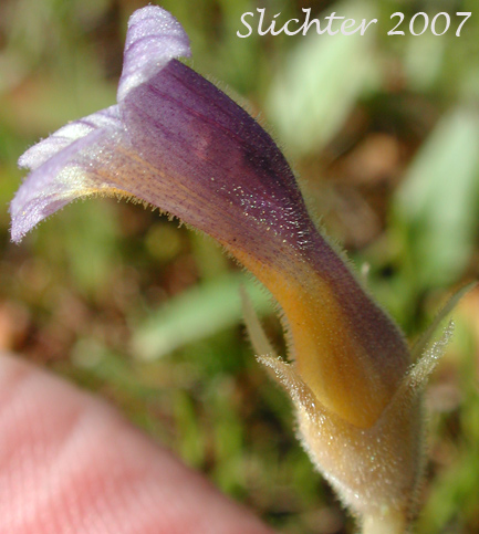 Flower of Purple Broomrape, Naked Broomrape, Oneflowered Broomrape: Orobanche uniflora var. purpurea (Synonym: Orobanche uniflora ssp. purpurea)