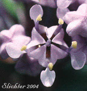 A typical Ceanothus flower, in this case, Ceanothus prostratus.