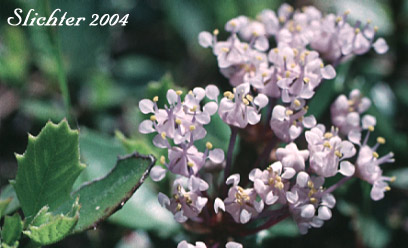 Mahala Mat, Prostrate Ceanothus: Ceanothus prostratus (Synonyms: Ceanothus divergens ssp. occidentalis, Ceanothus prostratus var. laxus, Ceanothus prostratus ssp. prostratus)
