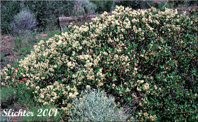 Snow Brush, Sticky Laurel, Tobacco Brush: Ceanothus velutinus var. velutinus (Synonym: Ceanothus velutinus ssp. velutinus)
