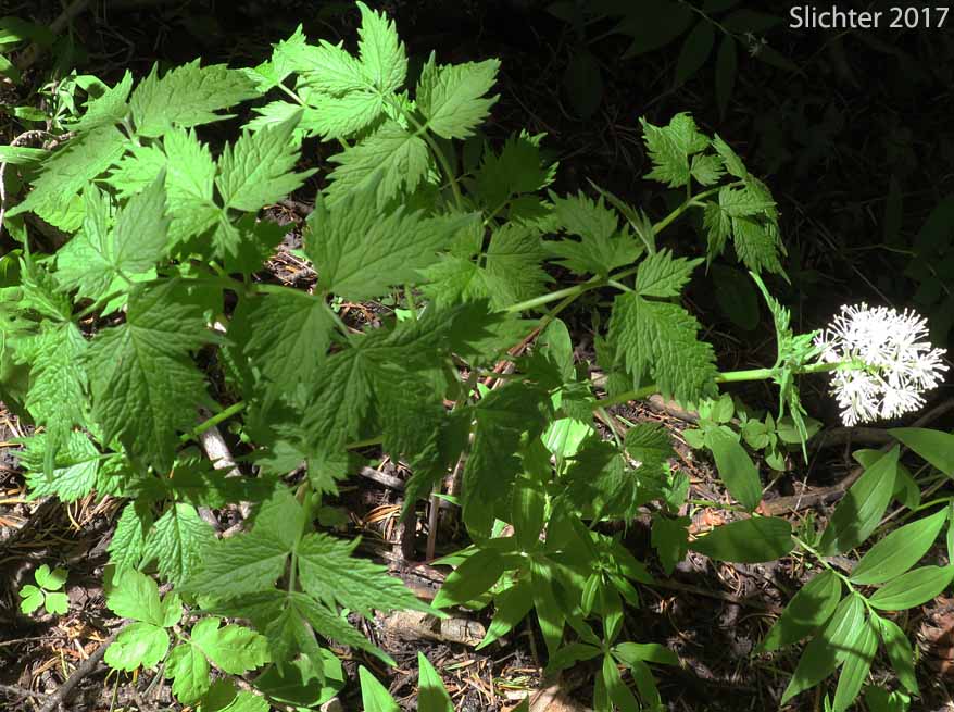 Baneberry: Actaea rubra (Synonyms: Actaea eburnea, Actaea neglecta, Actaea rubra var. dissecta, Actaea spicata, Actaea spicata var. rubra, Actaea viridiflora)