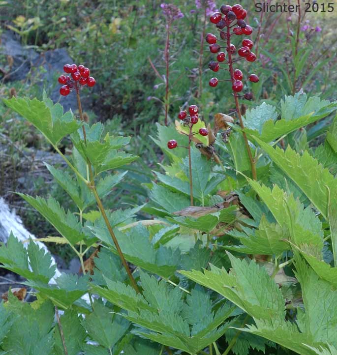 Baneberry: Actaea rubra (Synonyms: Actaea eburnea, Actaea neglecta, Actaea rubra var. dissecta, Actaea spicata, Actaea spicata var. rubra, Actaea viridiflora)