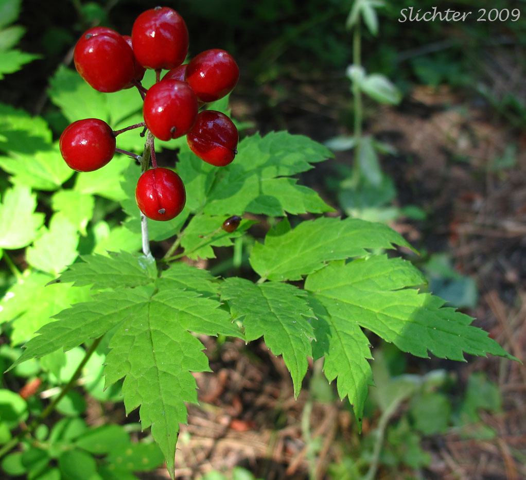 Bright red berries of Baneberry: Actaea rubra (Synonyms: Actaea eburnea, Actaea neglecta, Actaea rubra var. dissecta, Actaea spicata, Actaea spicata var. rubra, Actaea viridiflora)