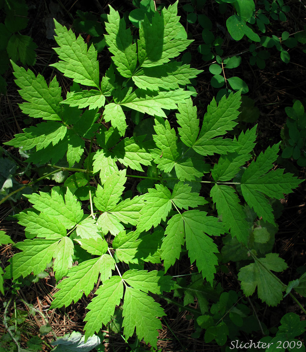 Leaf of Baneberry: Actaea rubra (Synonyms: Actaea eburnea, Actaea neglecta, Actaea rubra var. dissecta, Actaea spicata, Actaea spicata var. rubra, Actaea viridiflora)