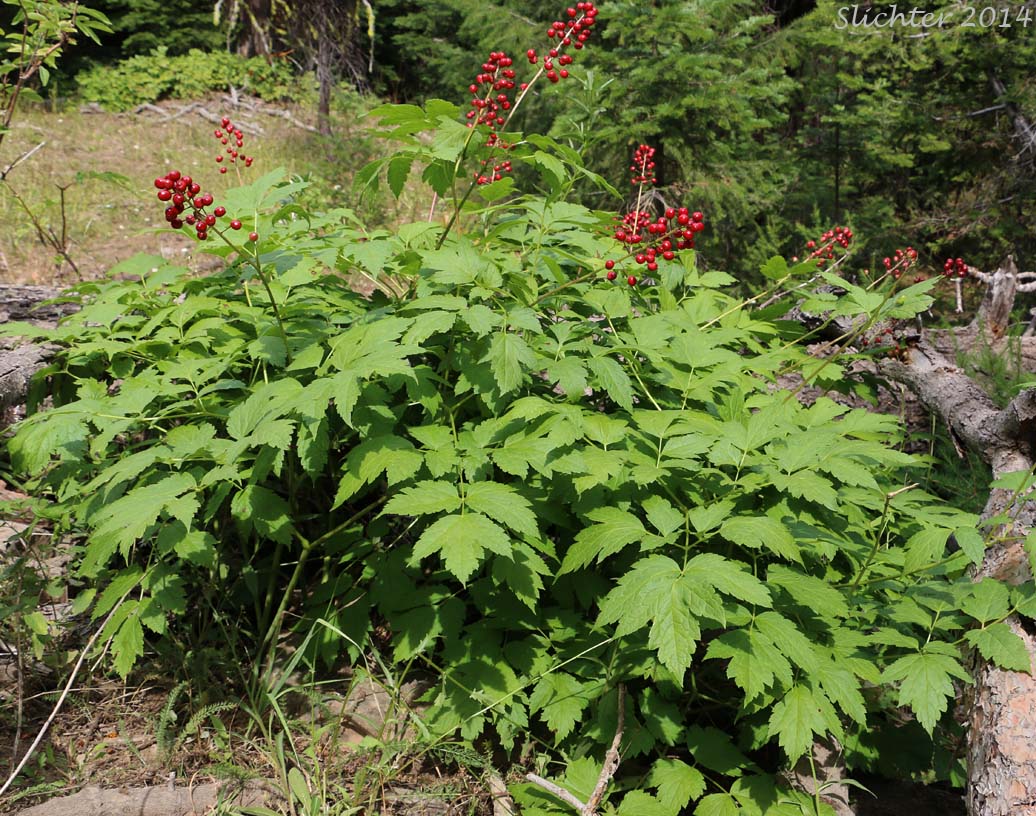 Baneberry: Actaea rubra (Synonyms: Actaea eburnea, Actaea neglecta, Actaea rubra var. dissecta, Actaea spicata, Actaea spicata var. rubra, Actaea viridiflora)