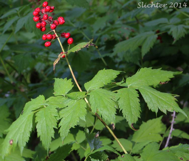 Baneberry: Actaea rubra (Synonyms: Actaea eburnea, Actaea neglecta, Actaea rubra var. dissecta, Actaea spicata, Actaea spicata var. rubra, Actaea viridiflora)
