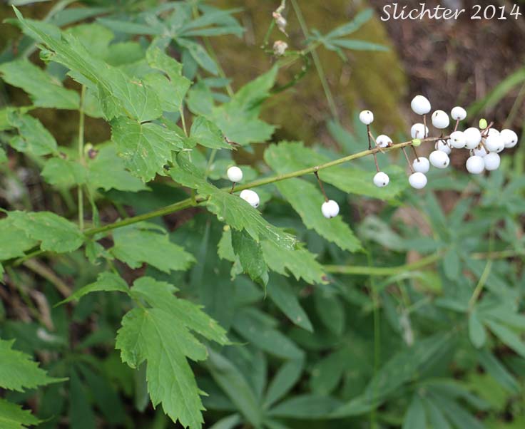 Baneberry: Actaea rubra (Synonyms: Actaea eburnea, Actaea neglecta, Actaea rubra var. dissecta, Actaea spicata, Actaea spicata var. rubra, Actaea viridiflora)