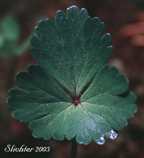 Leaf of Northern Anemone, Small-flowered Anemone: Anemone parviflora (Synonyms: Anemone parviflora var. grandiflora, Anemone parviflora var. parviflora)