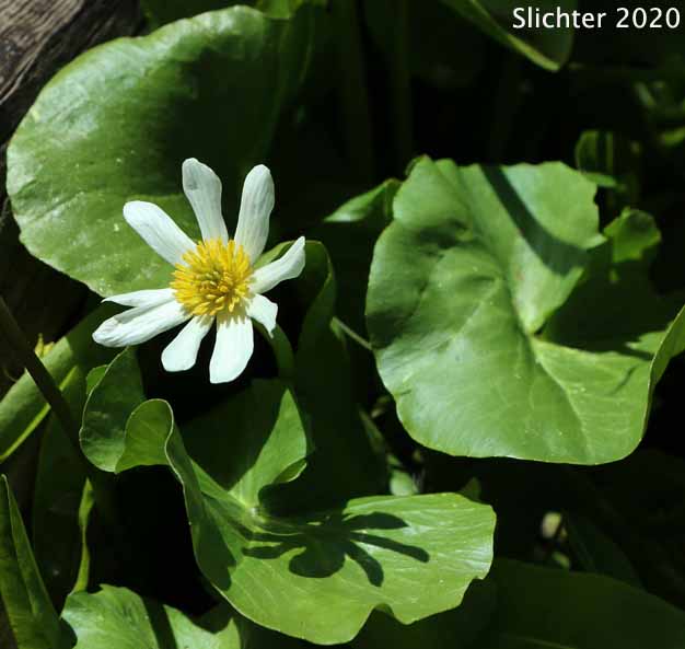Elkslip Marshmarigold, White Marsh Marigold: Caltha leptosepala var. leptosepala (Synonyms: Caltha biflora var. rotundifolia, Caltha chelidonii, Caltha leptosepala ssp. leptosepala var. leptosepala, Caltha leptosepala var. rotundifolia, Psychrophila leptosepala)