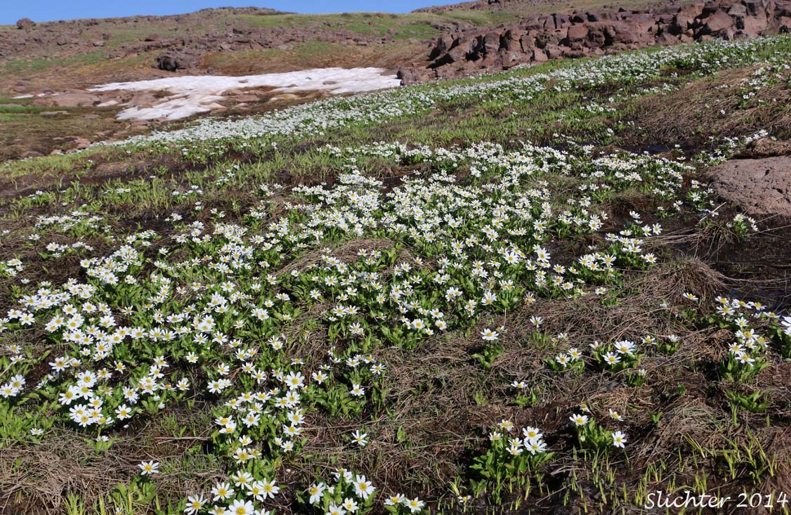 Habitat view of Elkslip Marshmarigold, White Marsh Marigold: Caltha leptosepala var. leptosepala (Synonyms: Caltha biflora var. rotundifolia, Caltha chelidonii, Caltha leptosepala ssp. leptosepala var. leptosepala, Caltha leptosepala var. rotundifolia, Psychrophila leptosepala)