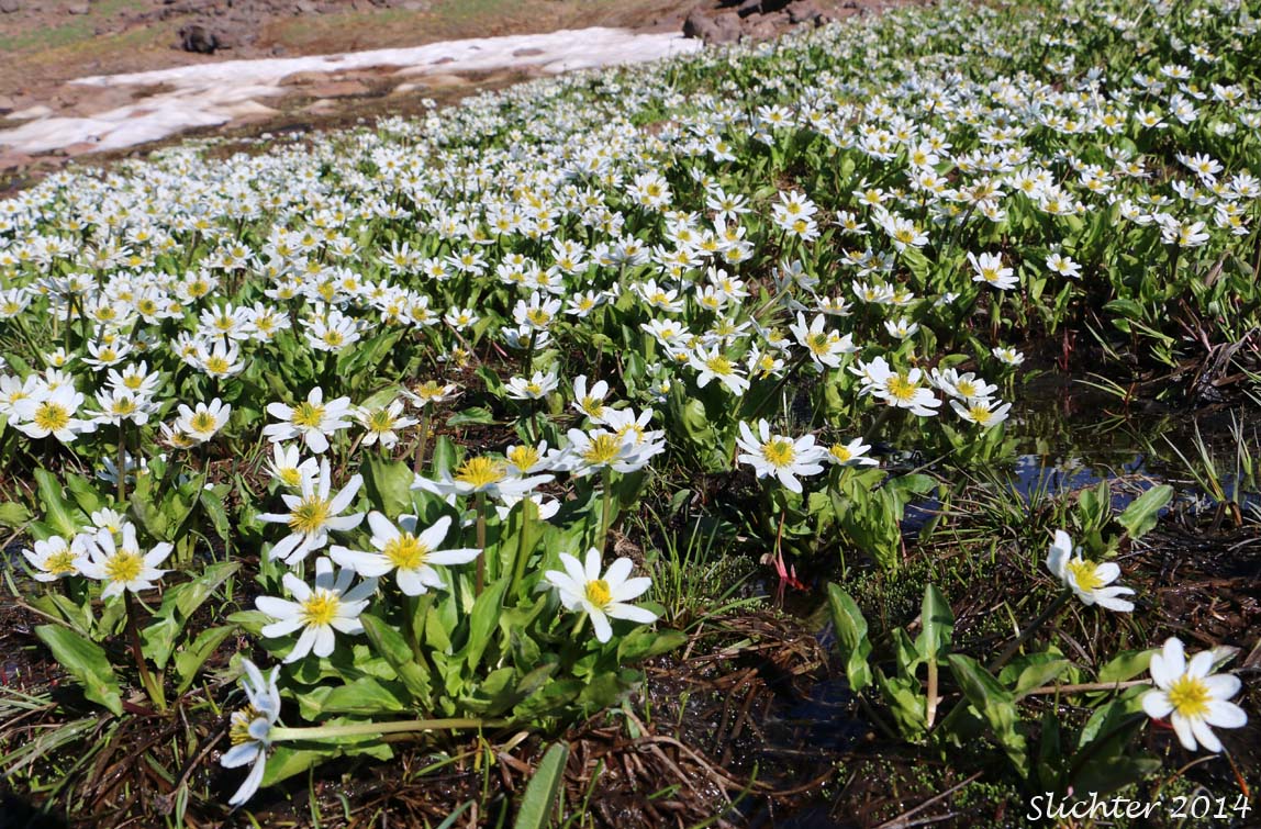 Elkslip Marshmarigold, White Marsh Marigold: Caltha leptosepala var. leptosepala (Synonyms: Caltha biflora var. rotundifolia, Caltha chelidonii, Caltha leptosepala ssp. leptosepala var. leptosepala, Caltha leptosepala var. rotundifolia, Psychrophila leptosepala)