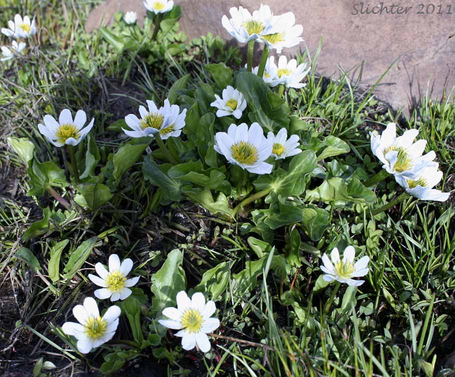 Elkslip Marshmarigold, White Marsh Marigold: Caltha leptosepala var. leptosepala (Synonyms: Caltha biflora var. rotundifolia, Caltha chelidonii, Caltha leptosepala ssp. leptosepala var. leptosepala, Caltha leptosepala var. rotundifolia, Psychrophila leptosepala)