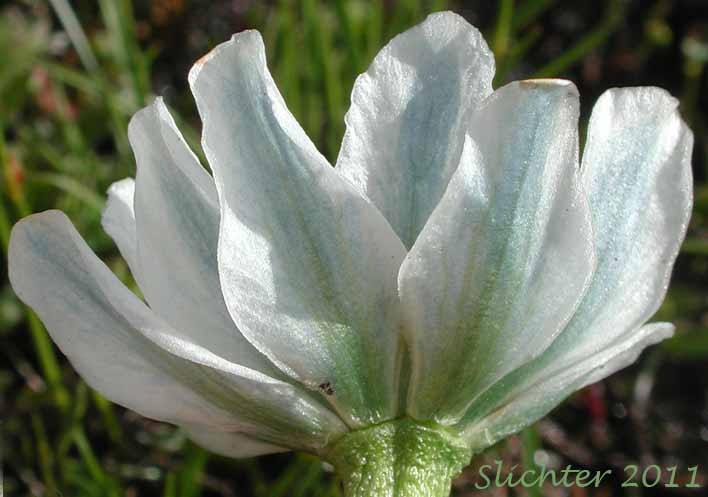 Blue-tinged outer surface of the sepals of Elkslip Marshmarigold, White Marsh Marigold: Caltha leptosepala var. leptosepala (Synonyms: Caltha biflora var. rotundifolia, Caltha chelidonii, Caltha leptosepala ssp. leptosepala var. leptosepala, Caltha leptosepala var. rotundifolia, Psychrophila leptosepala)