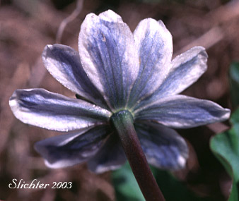 Blue-tinged sepals of Elkslip Marshmarigold, White Marsh Marigold: Caltha leptosepala var. leptosepala (Synonyms: Caltha biflora var. rotundifolia, Caltha chelidonii, Caltha leptosepala ssp. leptosepala var. leptosepala, Caltha leptosepala var. rotundifolia, Psychrophila leptosepala)