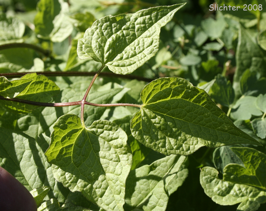 Leaf of Rock Clematis, Columbia Clematis, Columbia Virgin's Bower, Purple Virgin's Bower, Western Blue Clematis, Western Blue Virginsbower, Western Clematis: Clematis columbiana var. columbiana (Synonyms: Atragene columbiana, Clematis columbiana, Clematis grosseserrata, Clematis occidentalis var. grosseserrata, Clematis pseudoalpina, Clematis verticillaris var. columbiana)