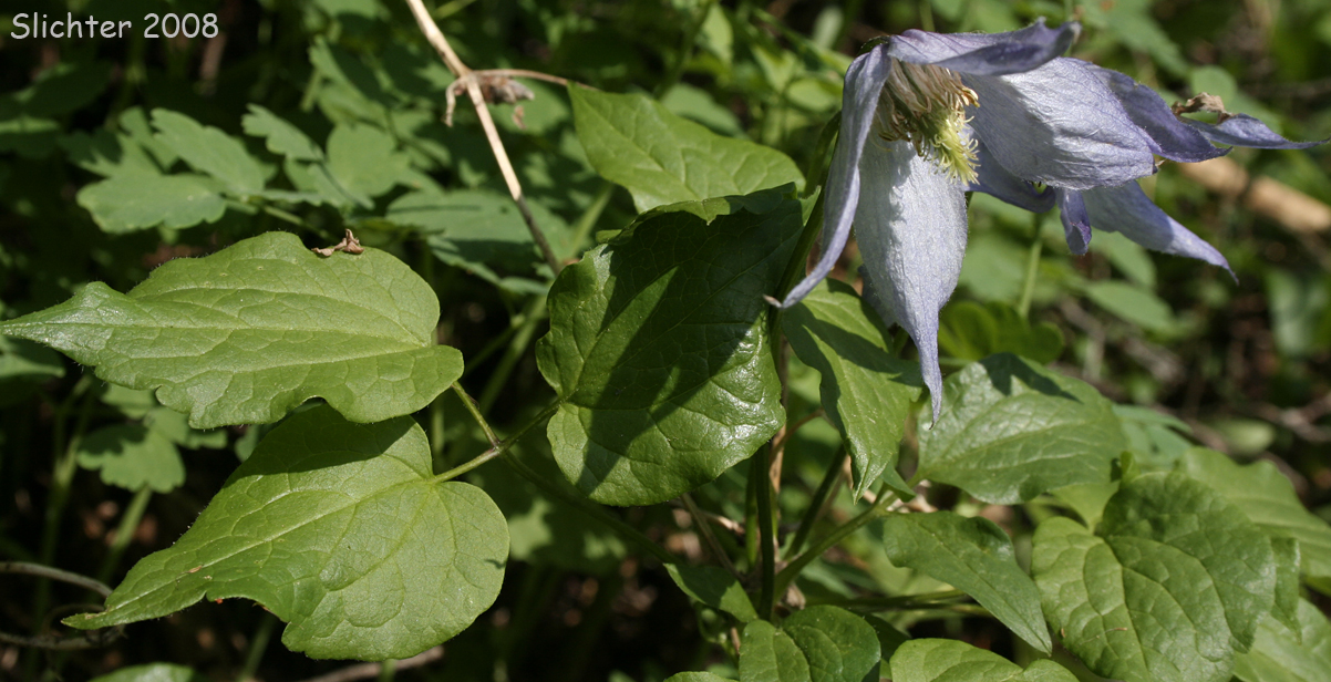 Rock Clematis, Columbia Clematis, Columbia Virgin's Bower, Purple Virgin's Bower, Western Blue Clematis, Western Blue Virginsbower, Western Clematis: Clematis columbiana var. columbiana (Synonyms: Atragene columbiana, Clematis columbiana, Clematis grosseserrata, Clematis occidentalis var. grosseserrata, Clematis pseudoalpina, Clematis verticillaris var. columbiana)