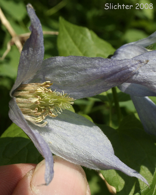 Flower of Rock Clematis, Columbia Clematis, Columbia Virgin's Bower, Purple Virgin's Bower, Western Blue Clematis, Western Blue Virginsbower, Western Clematis: Clematis columbiana var. columbiana (Synonyms: Atragene columbiana, Clematis columbiana, Clematis grosseserrata, Clematis occidentalis var. grosseserrata, Clematis pseudoalpina, Clematis verticillaris var. columbiana)