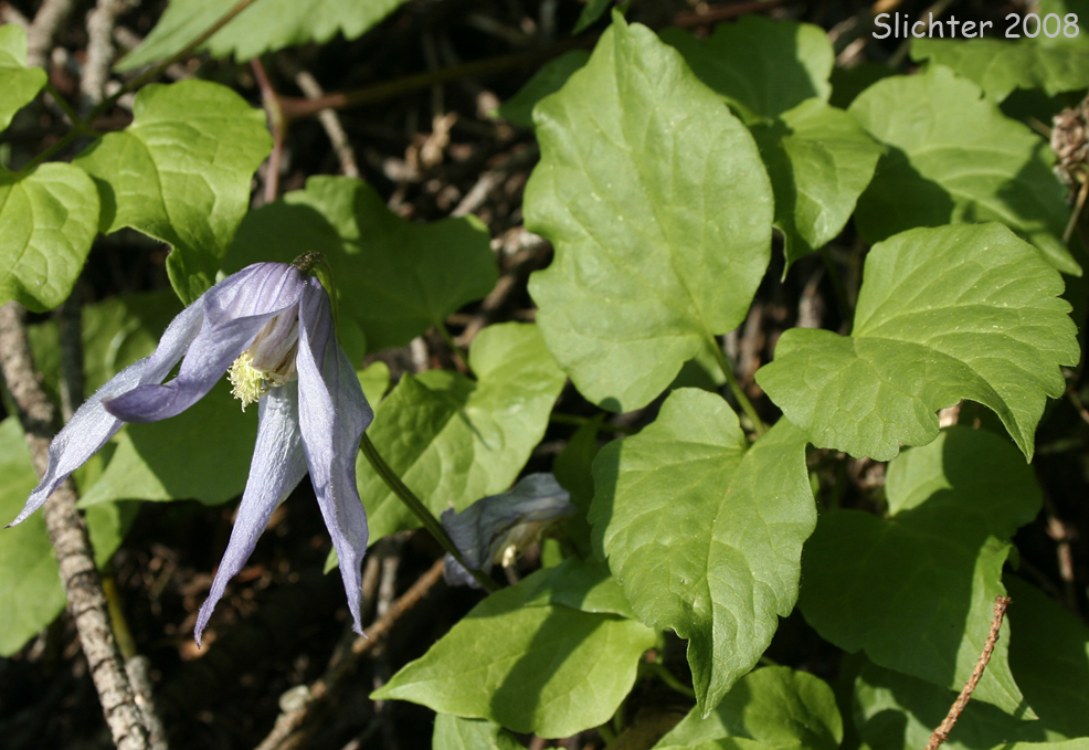 Rock Clematis, Columbia Clematis, Columbia Virgin's Bower, Purple Virgin's Bower, Western Blue Clematis, Western Blue Virginsbower, Western Clematis: Clematis columbiana var. columbiana (Synonyms: Atragene columbiana, Clematis columbiana, Clematis grosseserrata, Clematis occidentalis var. grosseserrata, Clematis pseudoalpina, Clematis verticillaris var. columbiana)