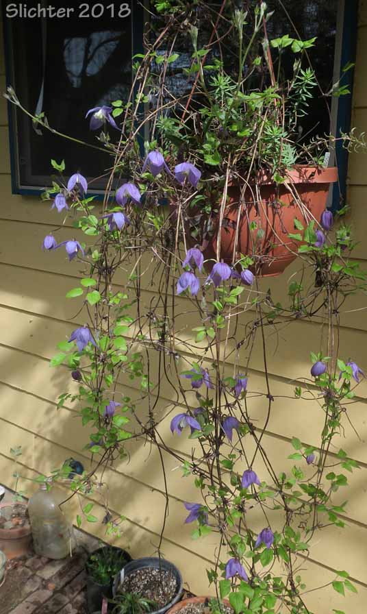 Rock Clematis, Columbia Clematis, Columbia Virgin's Bower, Purple Virgin's Bower, Western Blue Clematis, Western Blue Virginsbower, Western Clematis: Clematis occidentalis var. grosseserrata (Synonyms: Atragene columbiana, Clematis columbiana, Clematis columbiana var. columbiana, Clematis grosseserrata, Clematis occidentalis var. grosseserrata, Clematis pseudoalpina, Clematis verticillaris var. columbiana)