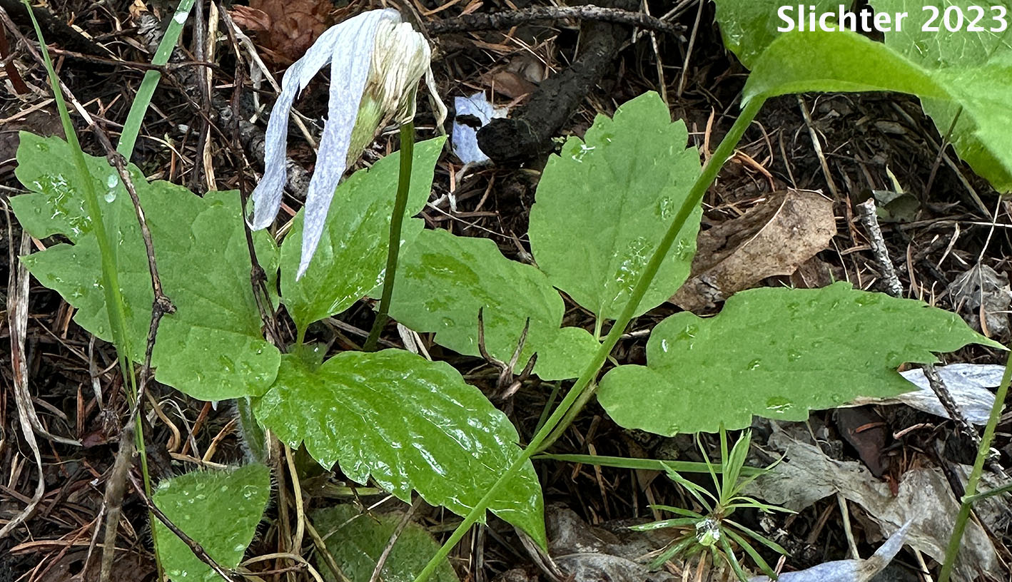 Rock Clematis, Columbia Clematis, Columbia Virgin's Bower, Purple Virgin's Bower, Western Blue Clematis, Western Blue Virginsbower, Western Clematis: Clematis occidentalis var. grosseserrata (Synonyms: Atragene columbiana, Clematis columbiana, Clematis columbiana var. columbiana, Clematis grosseserrata, Clematis occidentalis var. grosseserrata, Clematis pseudoalpina, Clematis verticillaris var. columbiana)