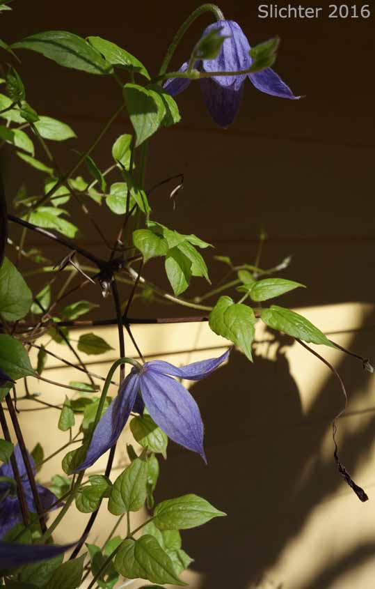 Rock Clematis, Columbia Clematis, Columbia Virgin's Bower, Purple Virgin's Bower, Western Blue Clematis, Western Blue Virginsbower, Western Clematis: Clematis occidentalis var. grosseserrata (Synonyms: Atragene columbiana, Clematis columbiana, Clematis columbiana var. columbiana, Clematis grosseserrata, Clematis occidentalis var. grosseserrata, Clematis pseudoalpina, Clematis verticillaris var. columbiana)
