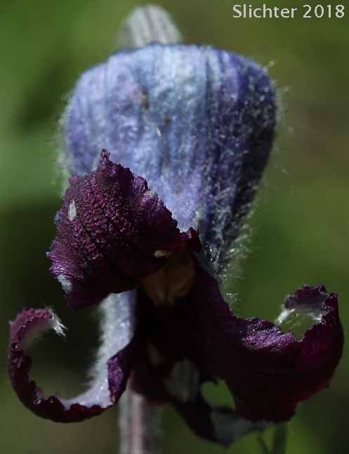 Douglas' Clematis, Hairy Clematis, Leather-flower, Sugarbowls, Sugar Bowls: Clematis hirsutissima var. hirsutissima (Synonym: Coriflora hirsutissima)