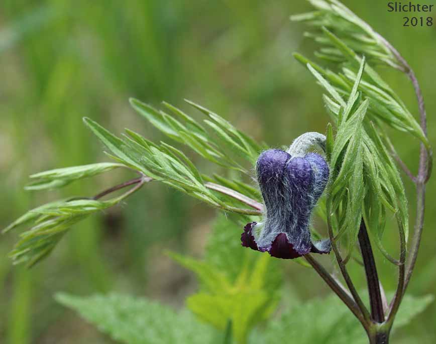 Douglas' Clematis, Hairy Clematis, Leather-flower, Sugarbowls, Sugar Bowls: Clematis hirsutissima var. hirsutissima (Synonym: Coriflora hirsutissima)