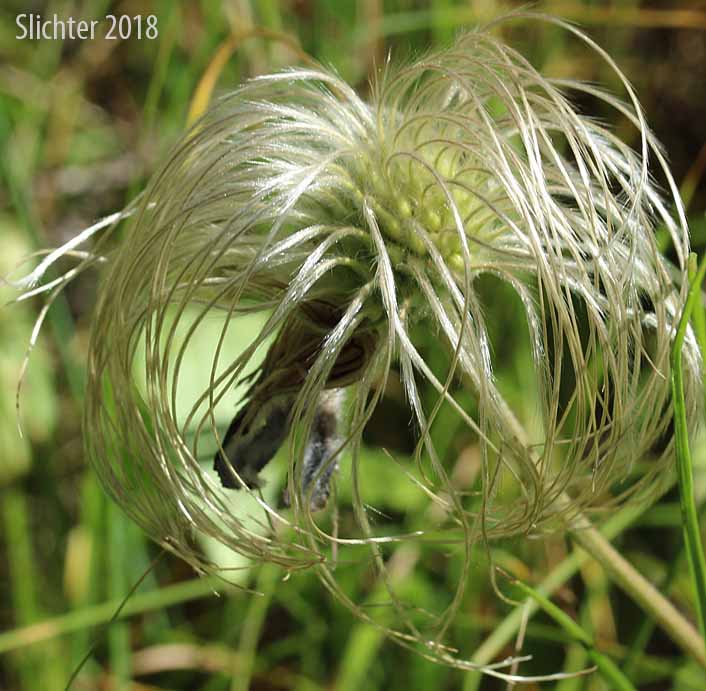 Maturing seed head of Douglas' Clematis, Hairy Clematis, Leather-flower, Sugarbowls, Sugar Bowls: Clematis hirsutissima var. hirsutissima (Synonym: Coriflora hirsutissima)